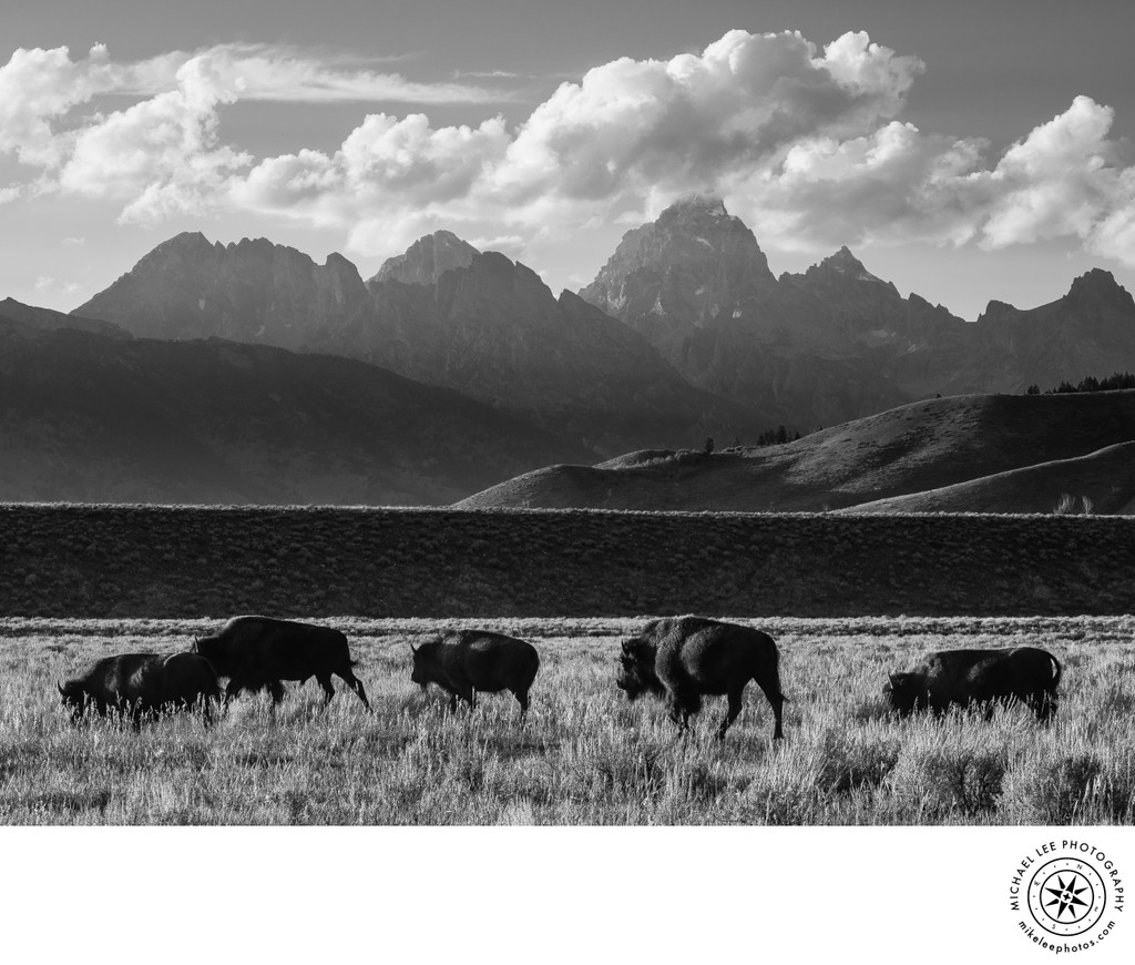 Michael Lee Photography
