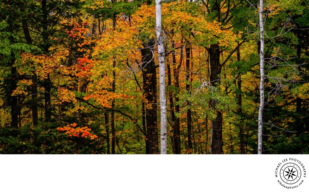Michael Lee Photography