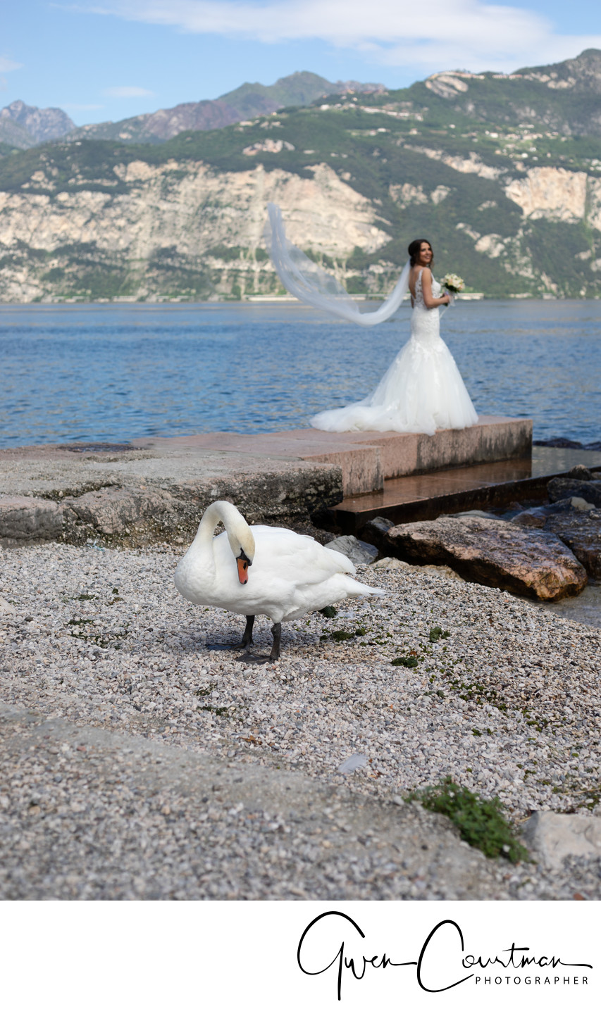 Swan and veil, Malcesine , Lake Garda, Italy