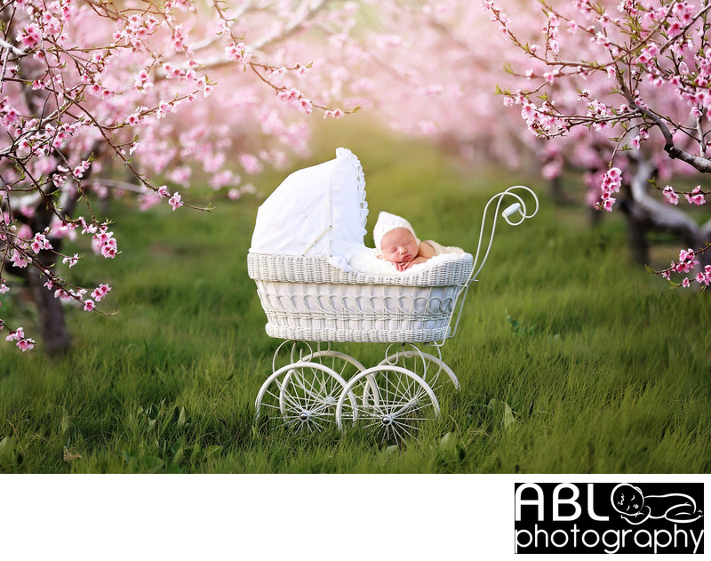 San Diego newborn photographer baby in cherry blossom