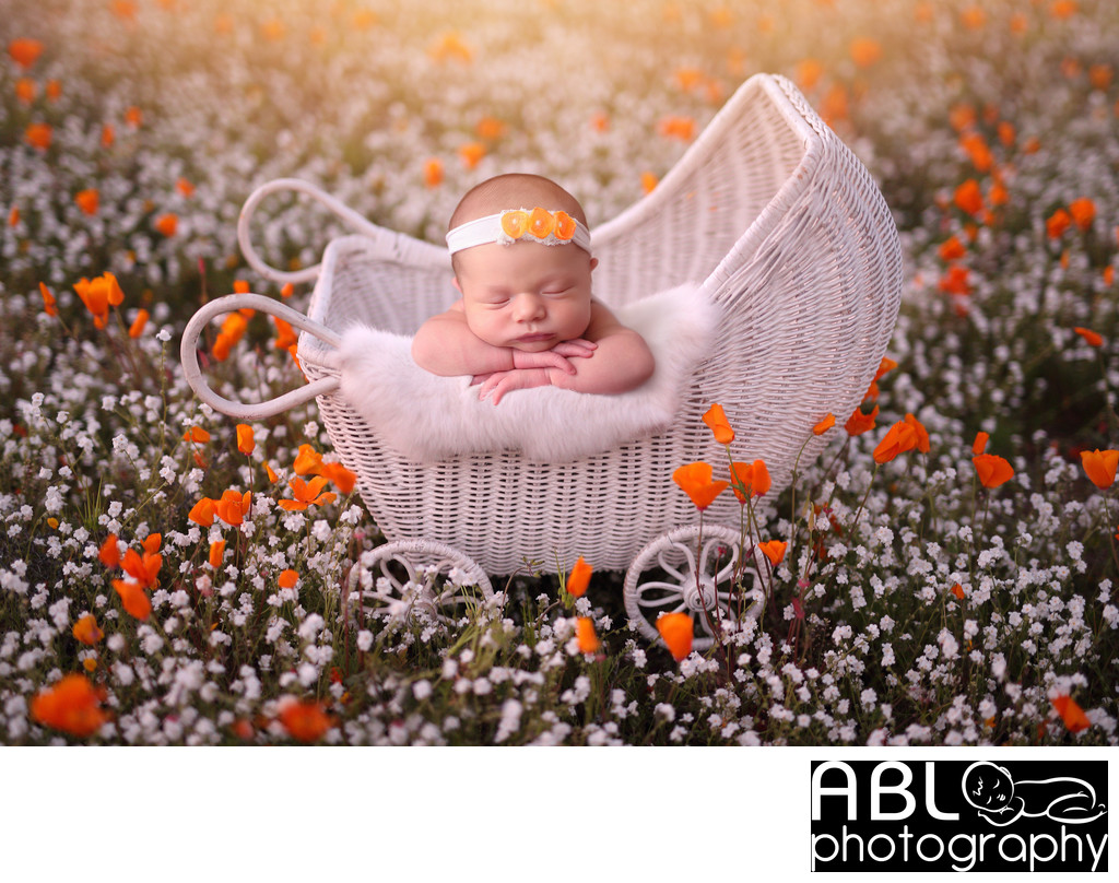 California poppies, San Diego newborn baby photographer
