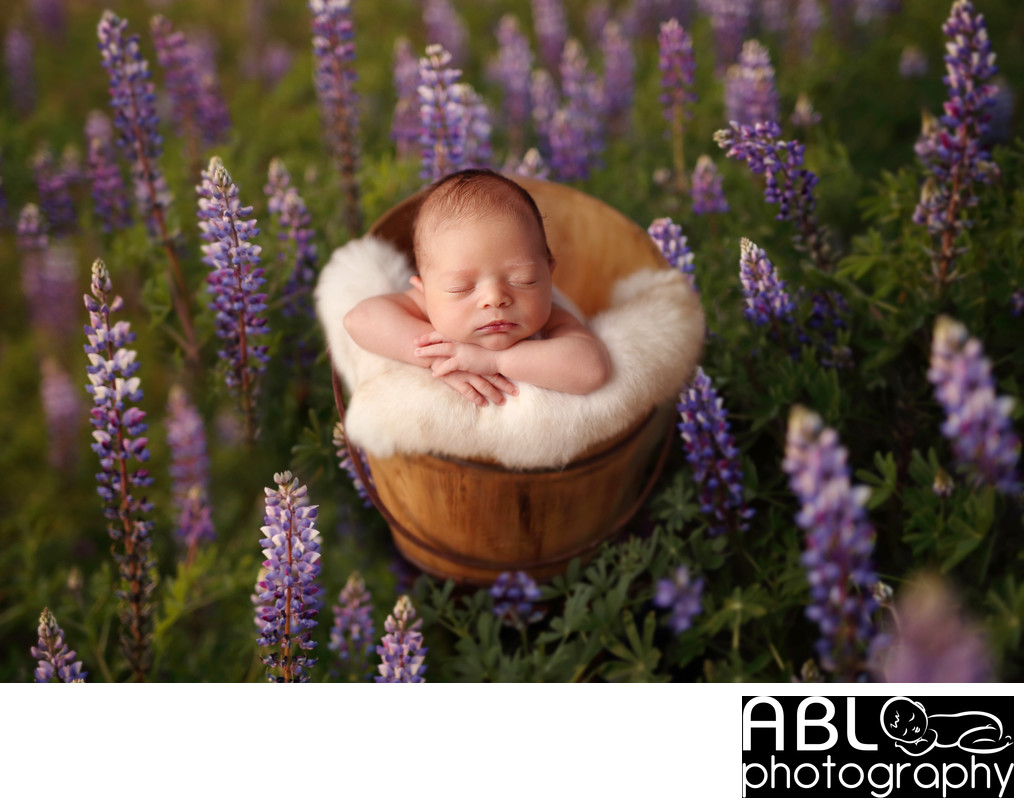 Purple flowers pictures, San Diego newborn photography
