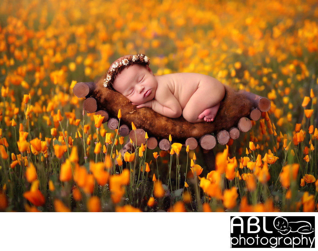 San Diego newborn baby photographers California poppies