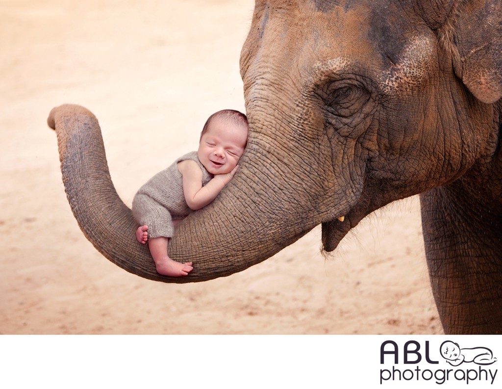 Baby on elephant trunk