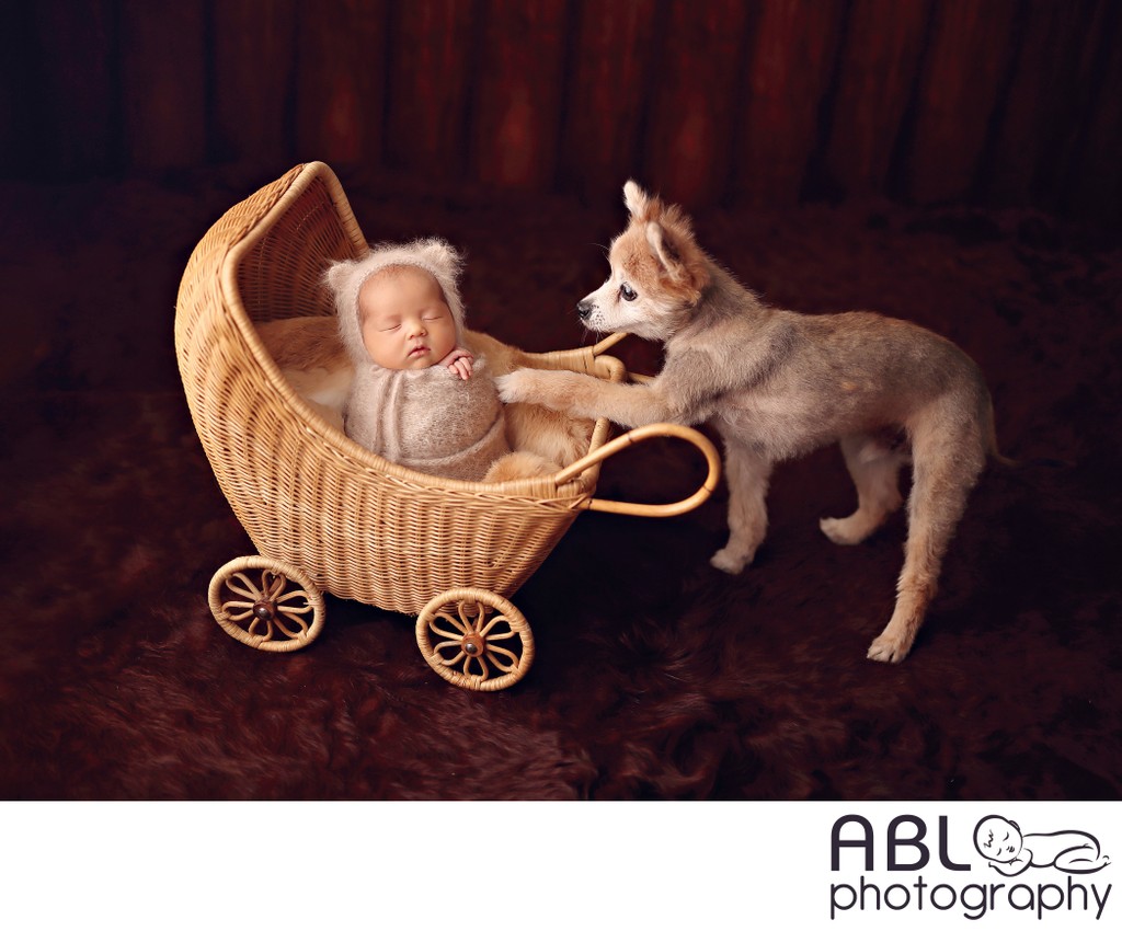 dog and baby in carriage
