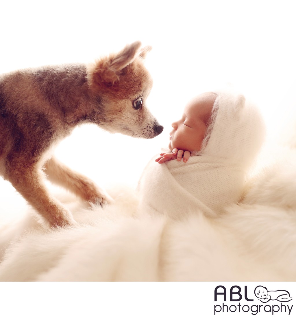 Newborn baby photography with dogs in San Diego, CA