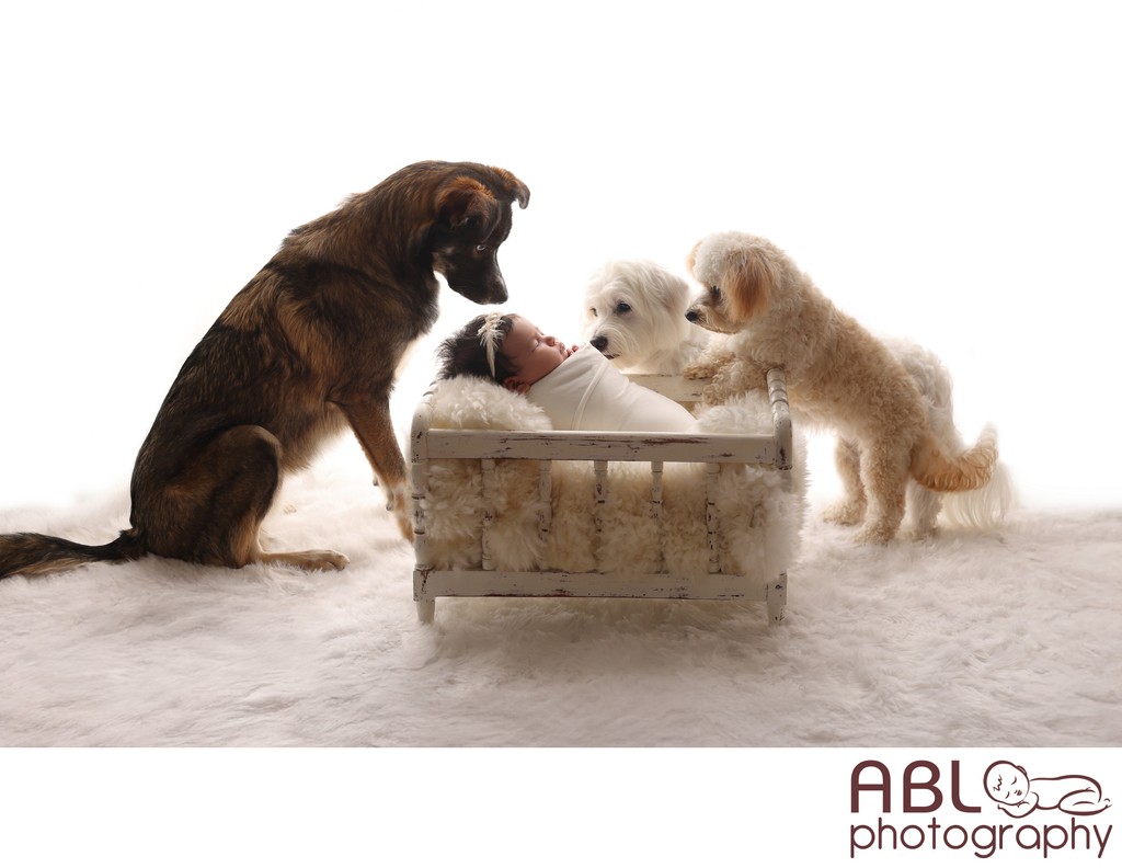 San Diego Newborn Photography with dogs