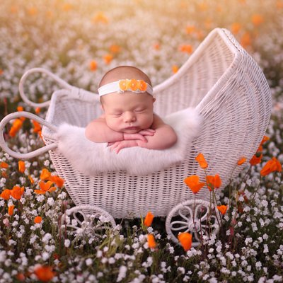 California poppies, San Diego newborn baby photographer