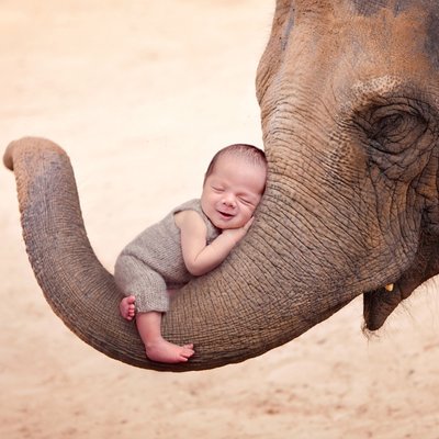 Newborn baby on elephant trunk