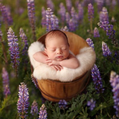 Purple flowers pictures, San Diego newborn photography