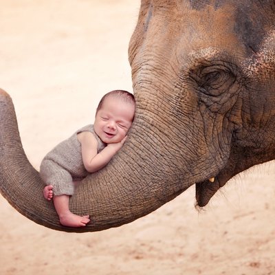 Baby on elephant trunk