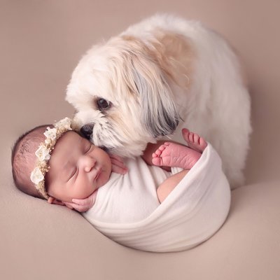 Dog kissing newborn girl