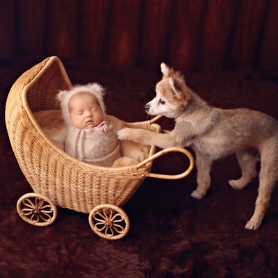 dog and baby in carriage