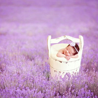 Lavender field pictures, San Diego newborn photographer