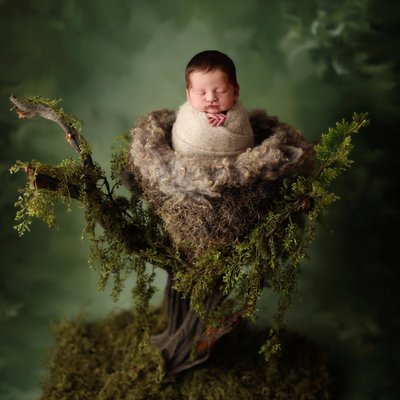 Newborn photography San Diego green nest