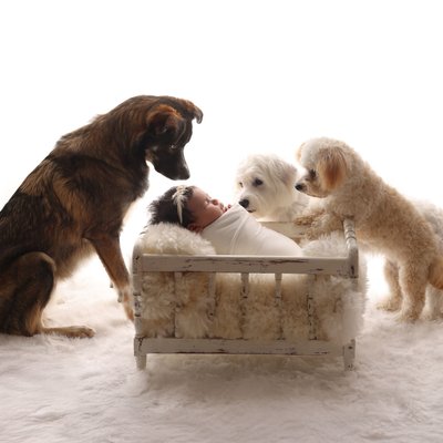 San Diego Newborn Photography with dogs