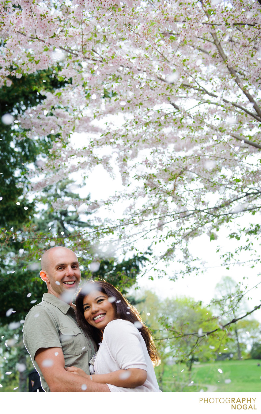 Cherry Blossoms in High Park During Engagement Shoot