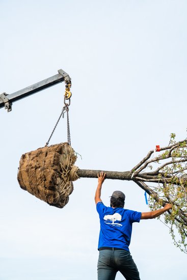 Tree Planting company 