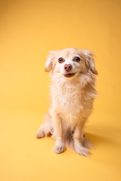 dog portrait on yellow background