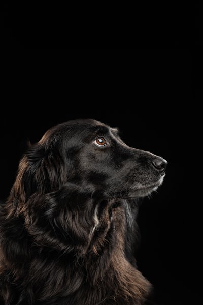 dog portrait of black dog