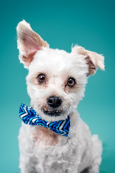 white dog portrait on teal background