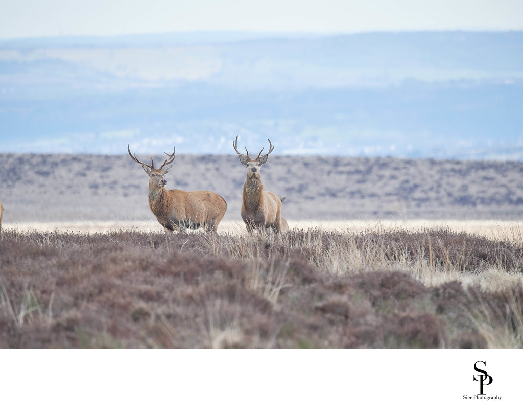 Two Red Deer Stags on Big Moor Derbyshire