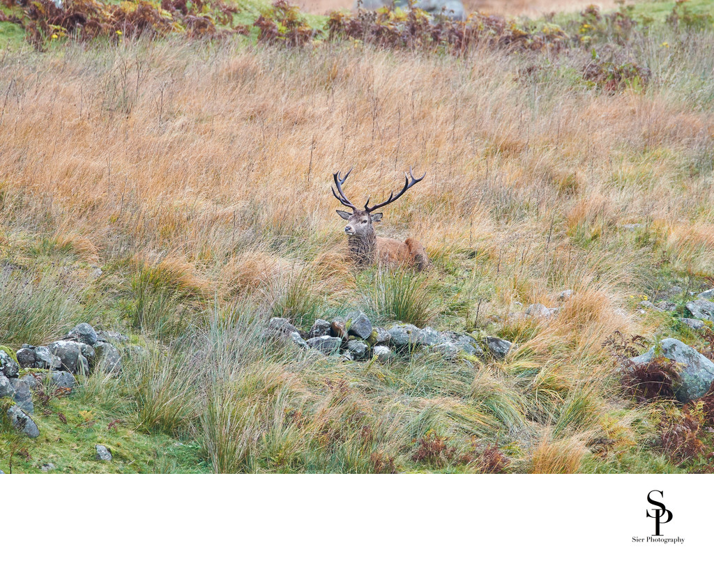 Red Deer in Hiding in the Galloway Forest Park