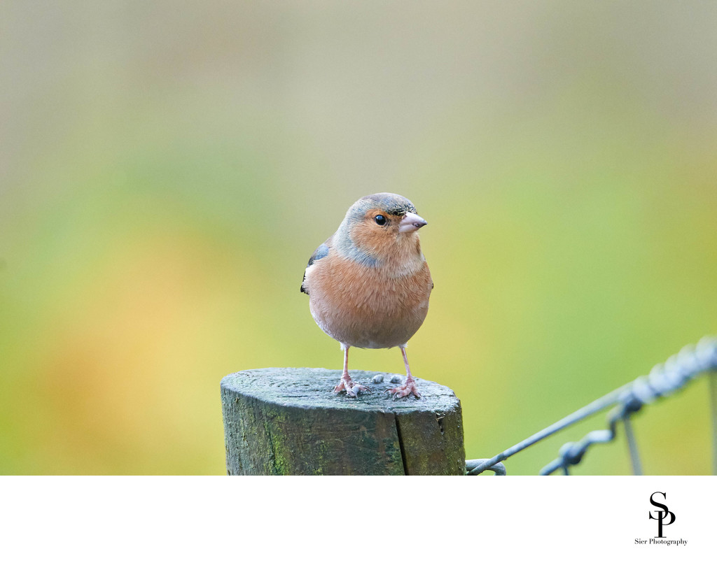 Chaffinch on a fence post in Dumfries and Galloway