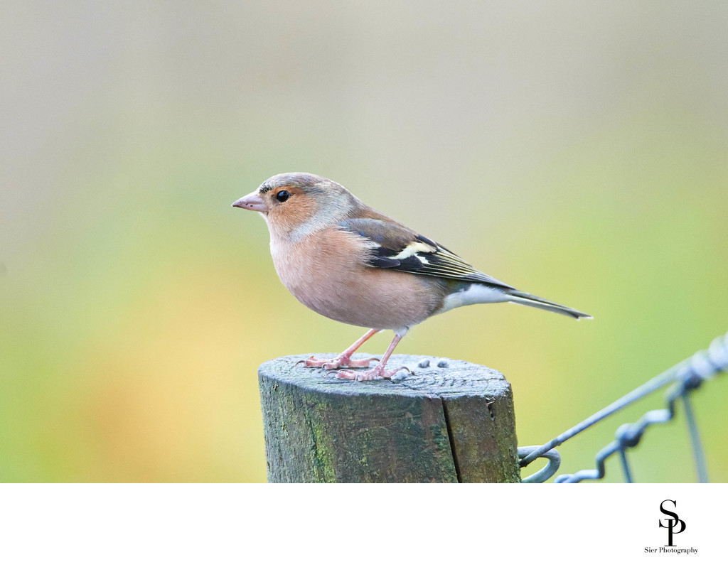 Chaffinch at the Red Deer Range