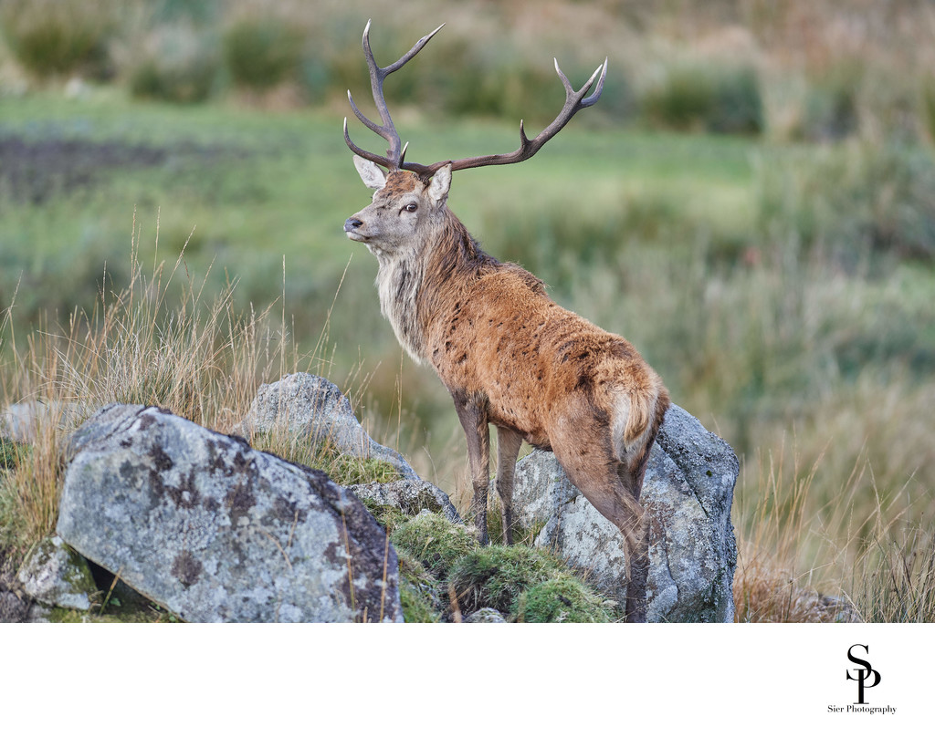 Red Deer Range Dumfries and Galloway