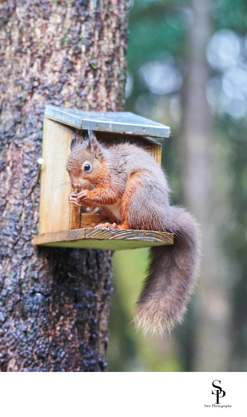Red Squirrel at the Kirroughtree Forest Visitors Centre