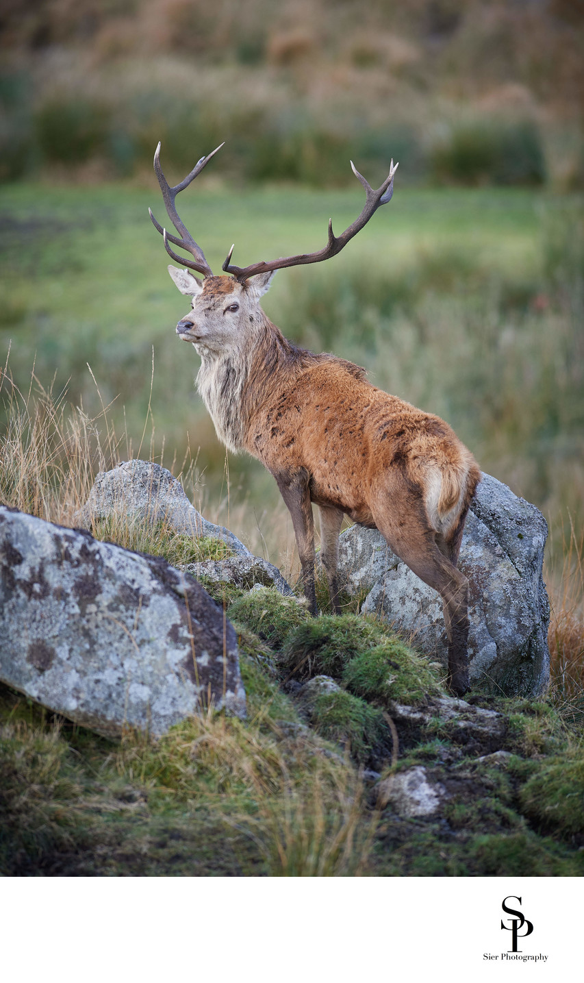 Red Deer Galloway Forest Park