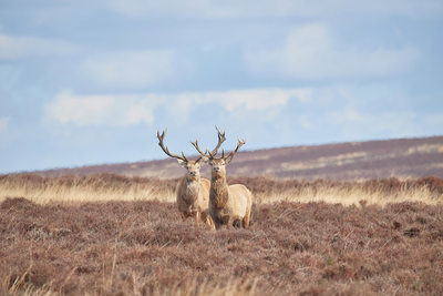 Red Deer Stags on Big Moor in Derbyshire