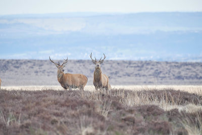 Two Red Deer Stags on Big Moor Derbyshire