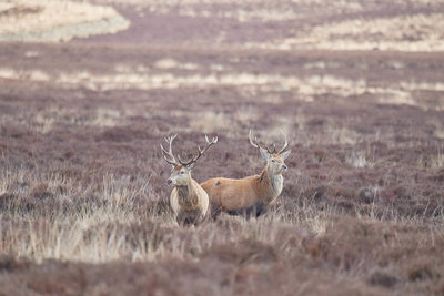 A Pair of Stags on Big Moor in Derbyshire