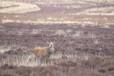 Red Deer on Big Moor near Sheffield