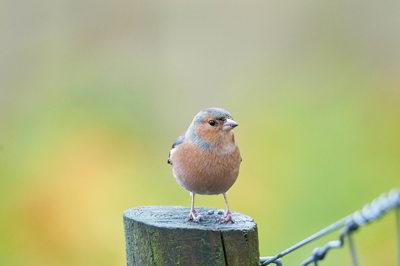 Chaffinch on a fence post in Dumfries and Galloway