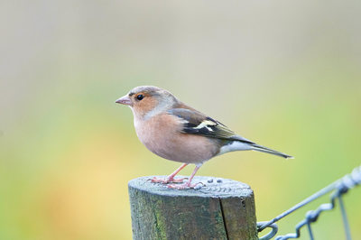 Chaffinch at the Red Deer Range