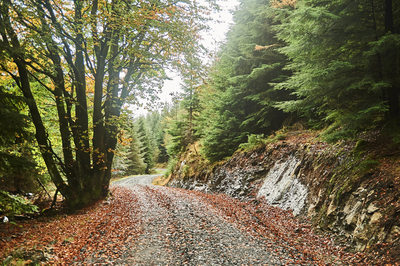 Forest Trail Near Newton Stewart