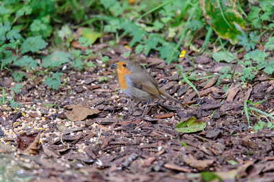 Robin in Dumfries and Galloway