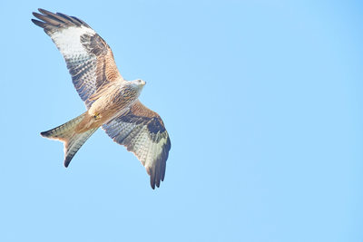 Red Kite at Bellymack Farm Laurieston