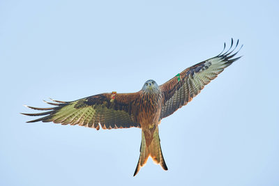 Red Kite at Bellymack Hill Farm