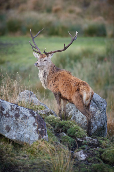 Red Deer Galloway Forest Park
