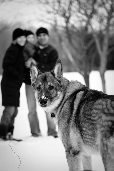 Mako | Family Pet Portrait Photography | Petoskey, MI