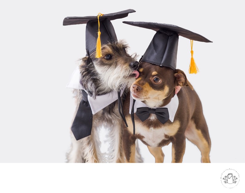 Puppy Graduation Photos