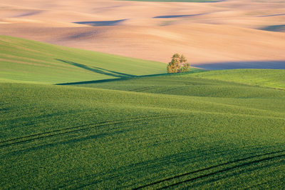 Rolling field