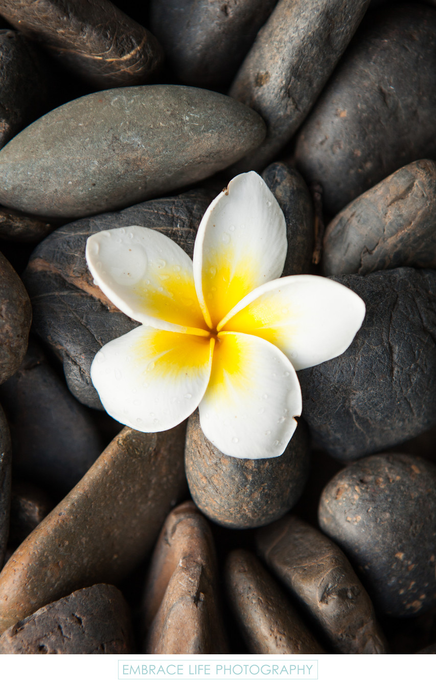 Plumeria Blossom on River Rocks in Chiang Mai, Thailand