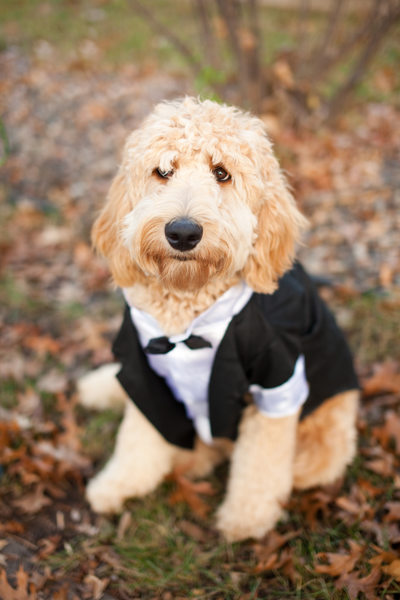 Dog Wedding Tuxedo - Minneapolis, Minnesota