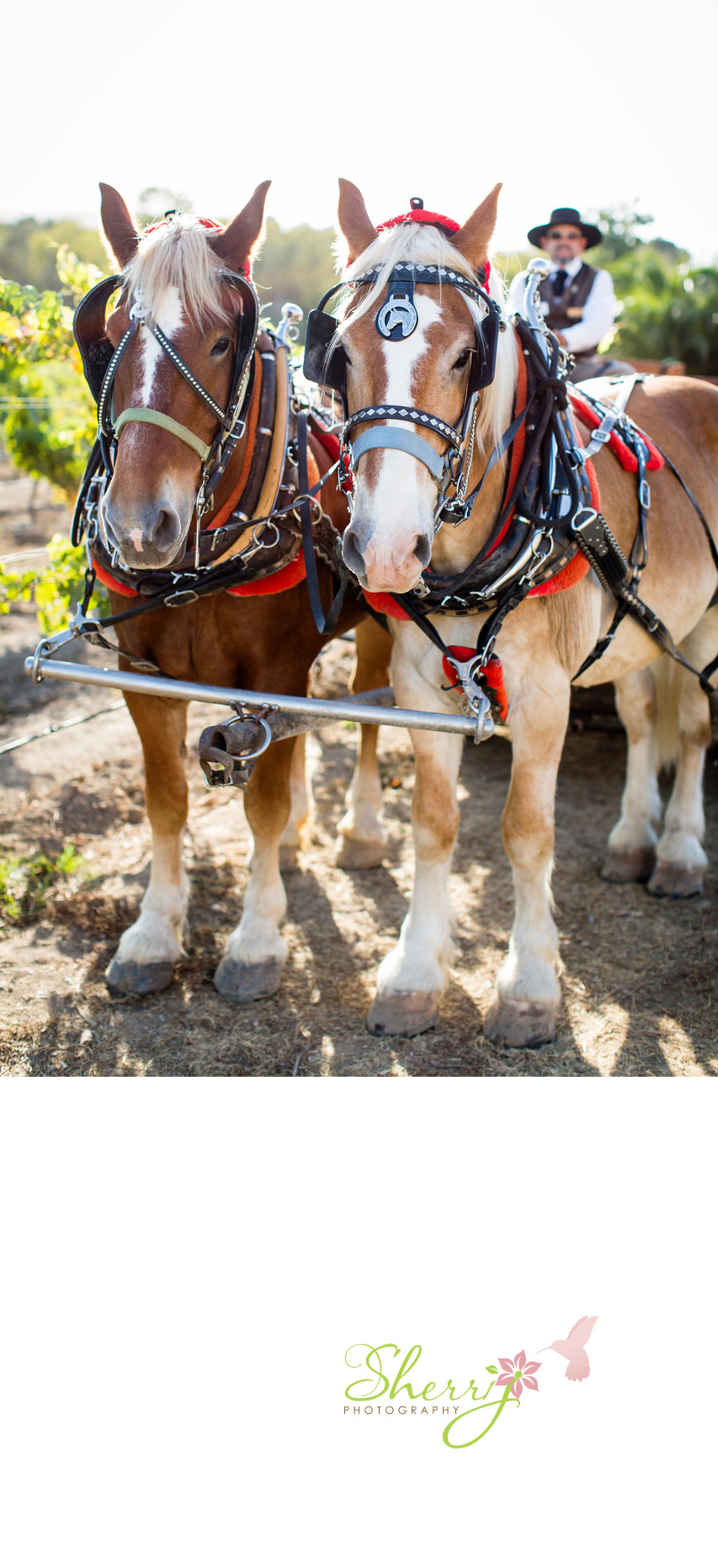 Draft Horse Carriage