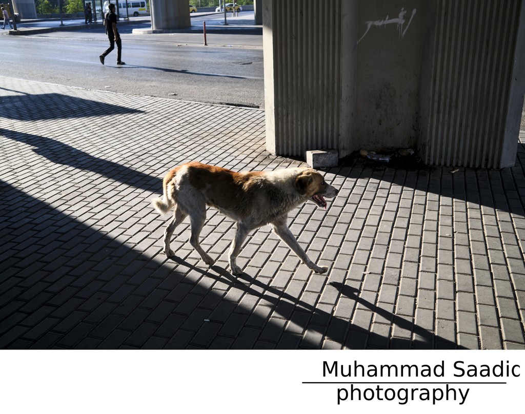 Day 54: The only Dog I've seen in Jordan